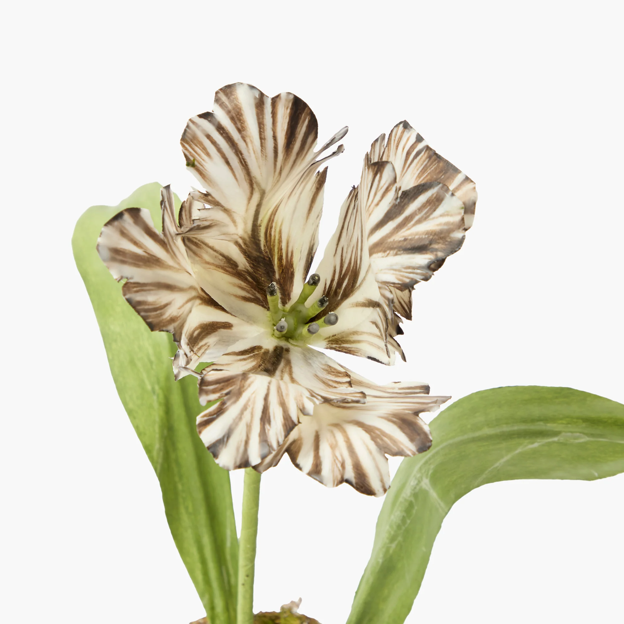 Mrs. Alice Handpainted Chocolate Tulip - Image 5