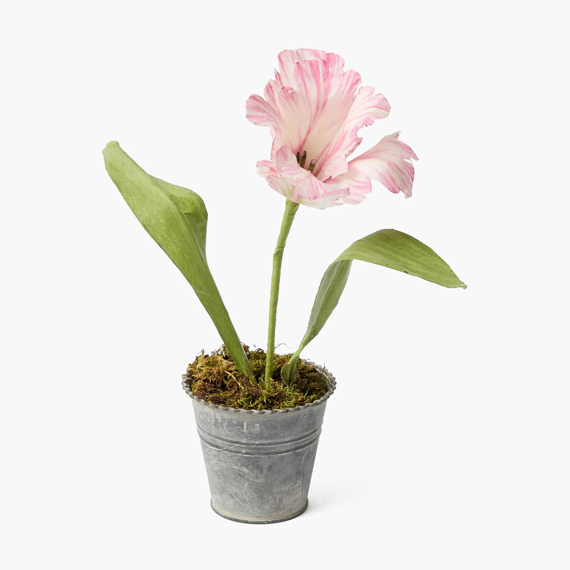 Pink Handpainted Tulip
