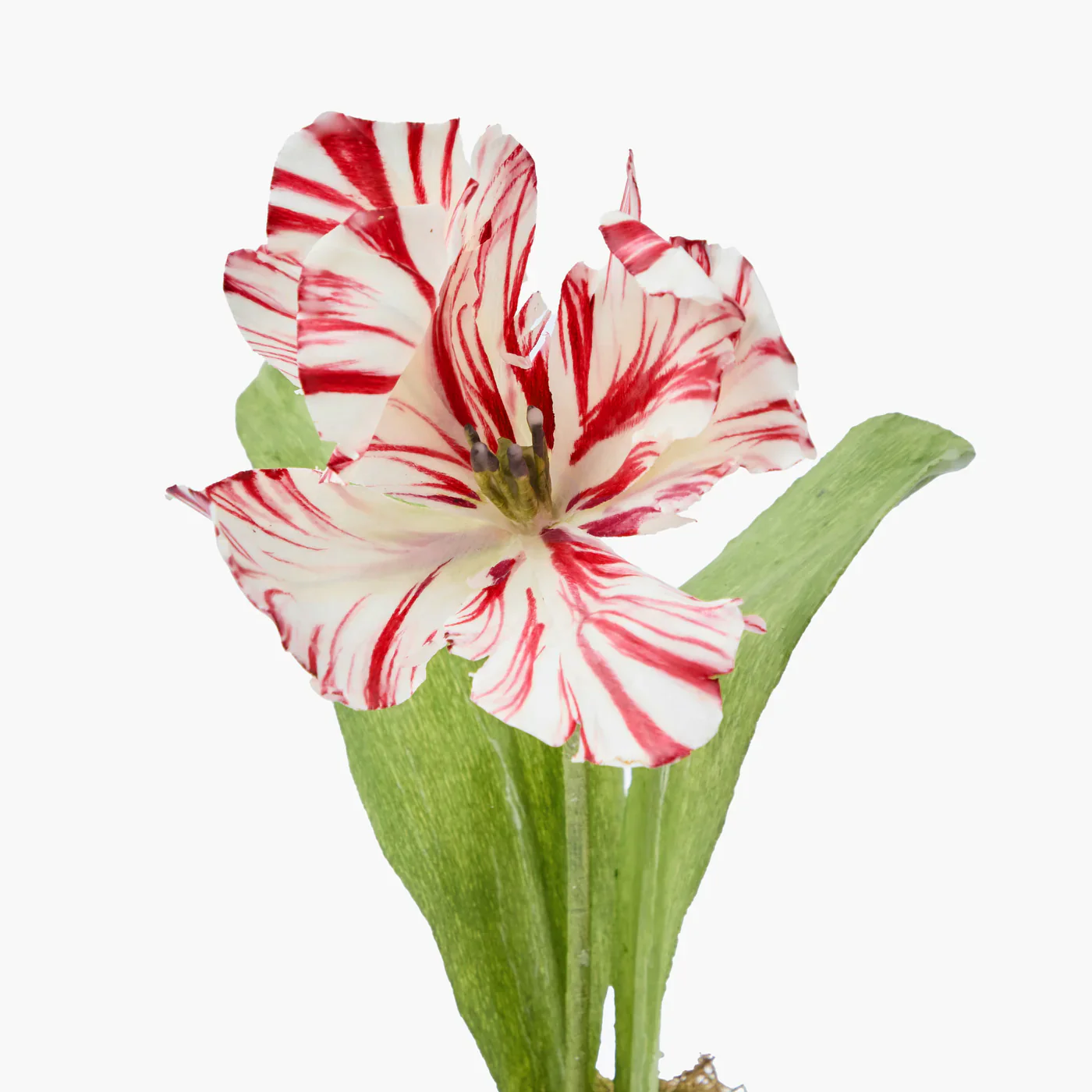 Mrs. Alice Handpainted Red Tulip in Silver Footed Vase - Image 5